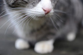 华体会登录-钢铁脊梁，当瑞士军刀出鞘，阿坎吉一战征服哥伦比亚