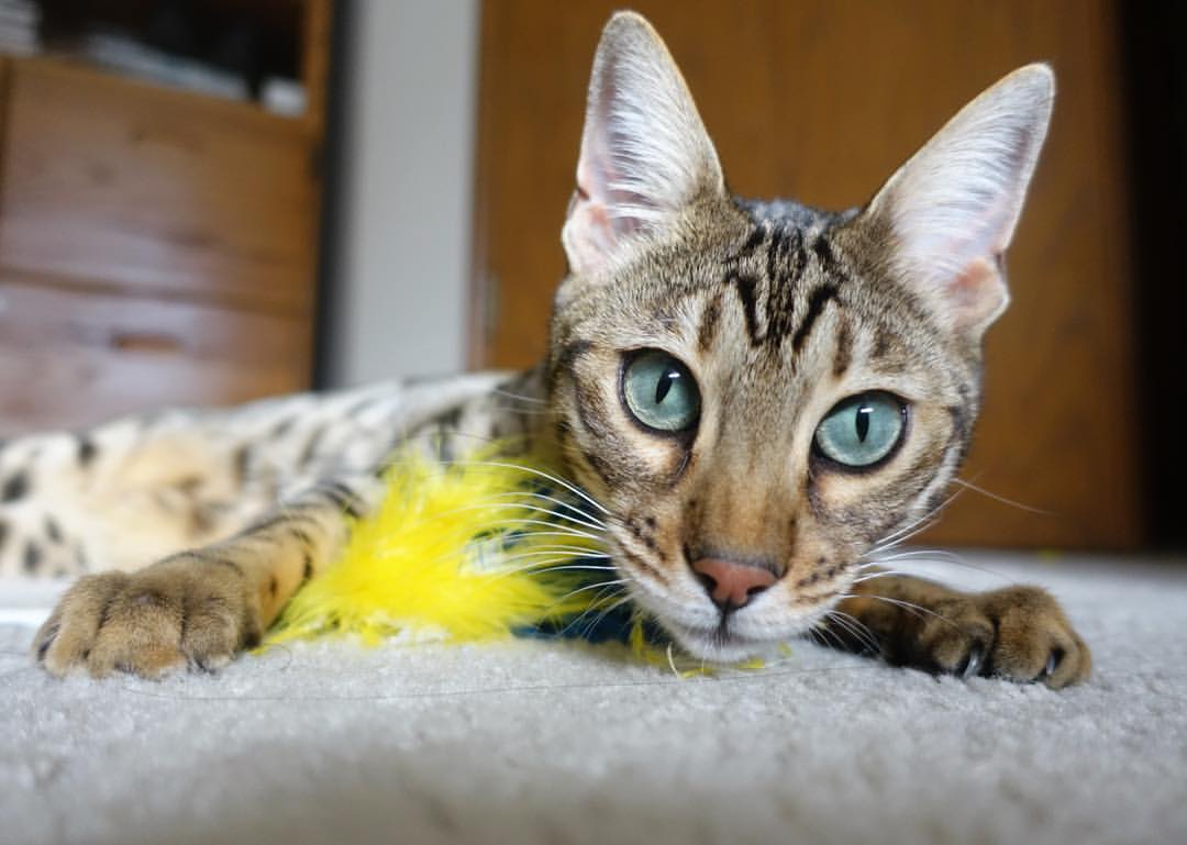 华体会登录-巨兽与蜂鸟，当美国在抢七焦点战碾过摩洛哥，世界看见的不仅是胜负  第2张