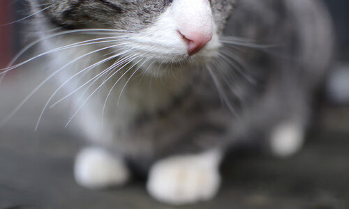 华体会登录-钢铁脊梁,当瑞士军刀出鞘,阿坎吉一战征服哥伦比亚 第1张 华体会登录-钢铁脊梁,当瑞士军刀出鞘,阿坎吉一战征服哥伦比亚 第1张